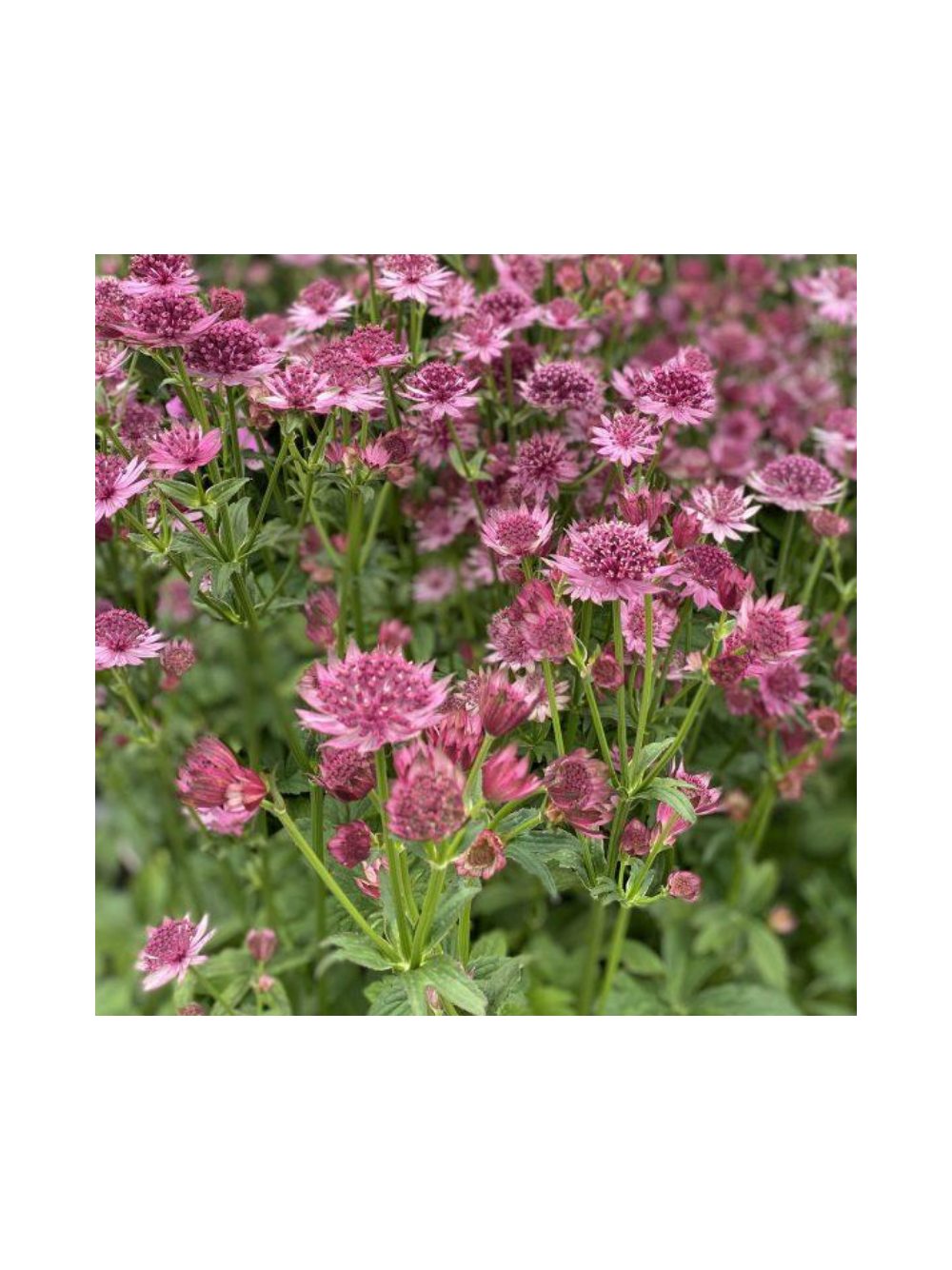 Jarzmianka większa - Astrantia major 'Roma'®