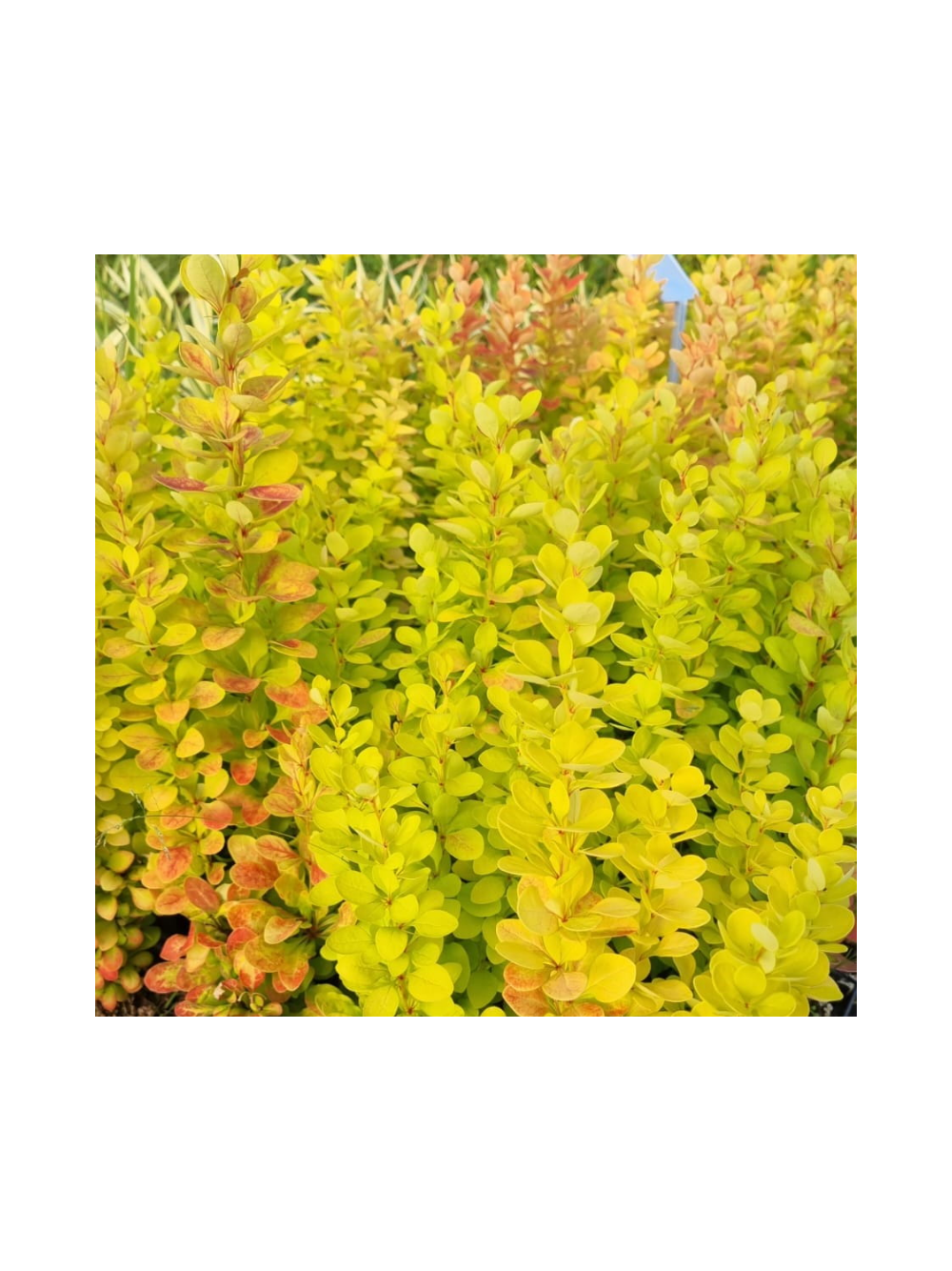 Berberys Thunberga - Berberis thunbergii 'Yellow Tower' (R)