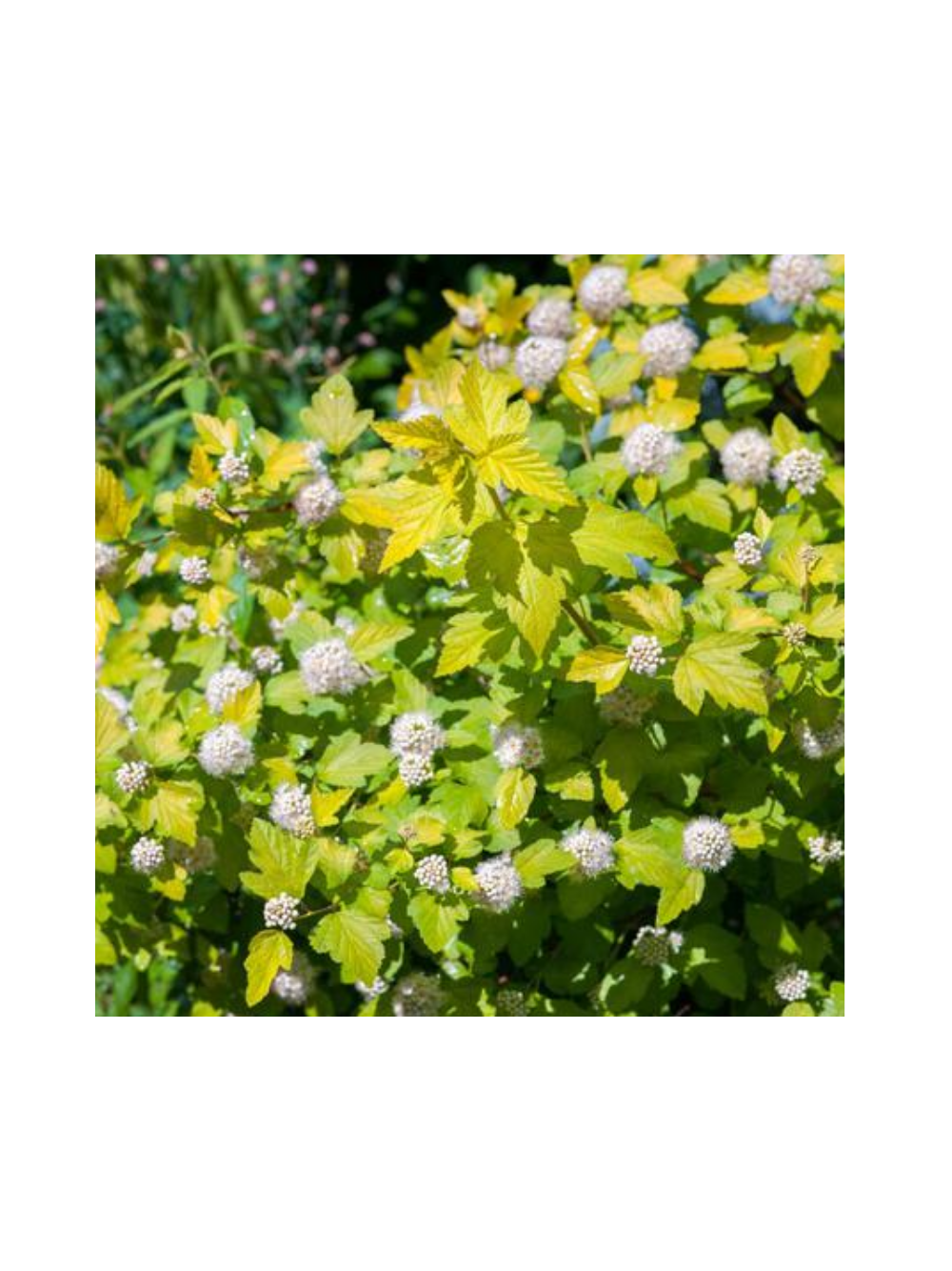 Pęcherznica kalinolistna - Physocarpus opulifolius 'Luteus'
