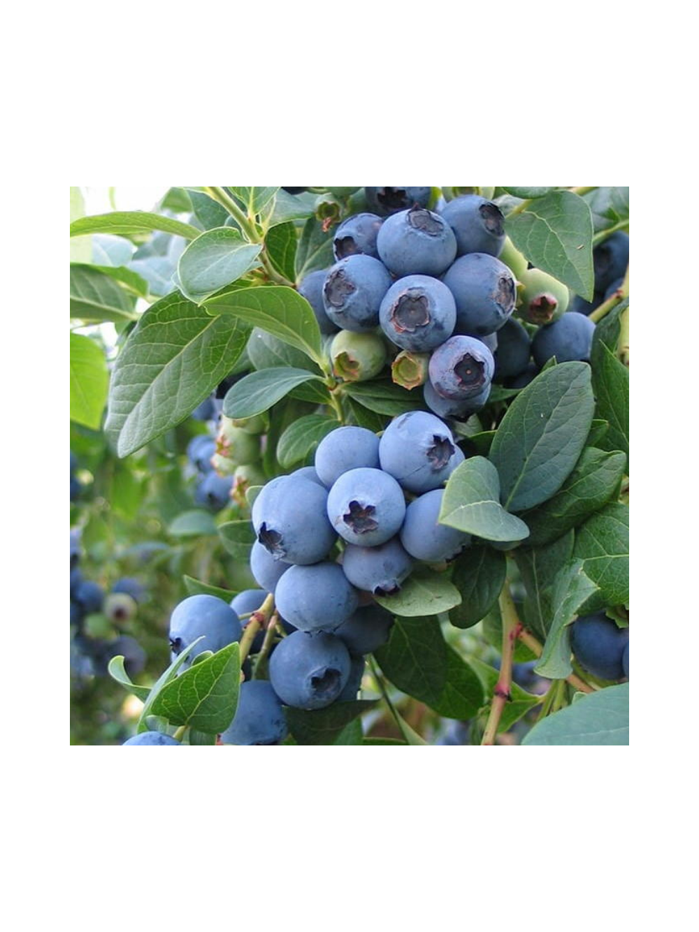 Borówka amerykańska - Vaccinium corymbosum 'Chandler'