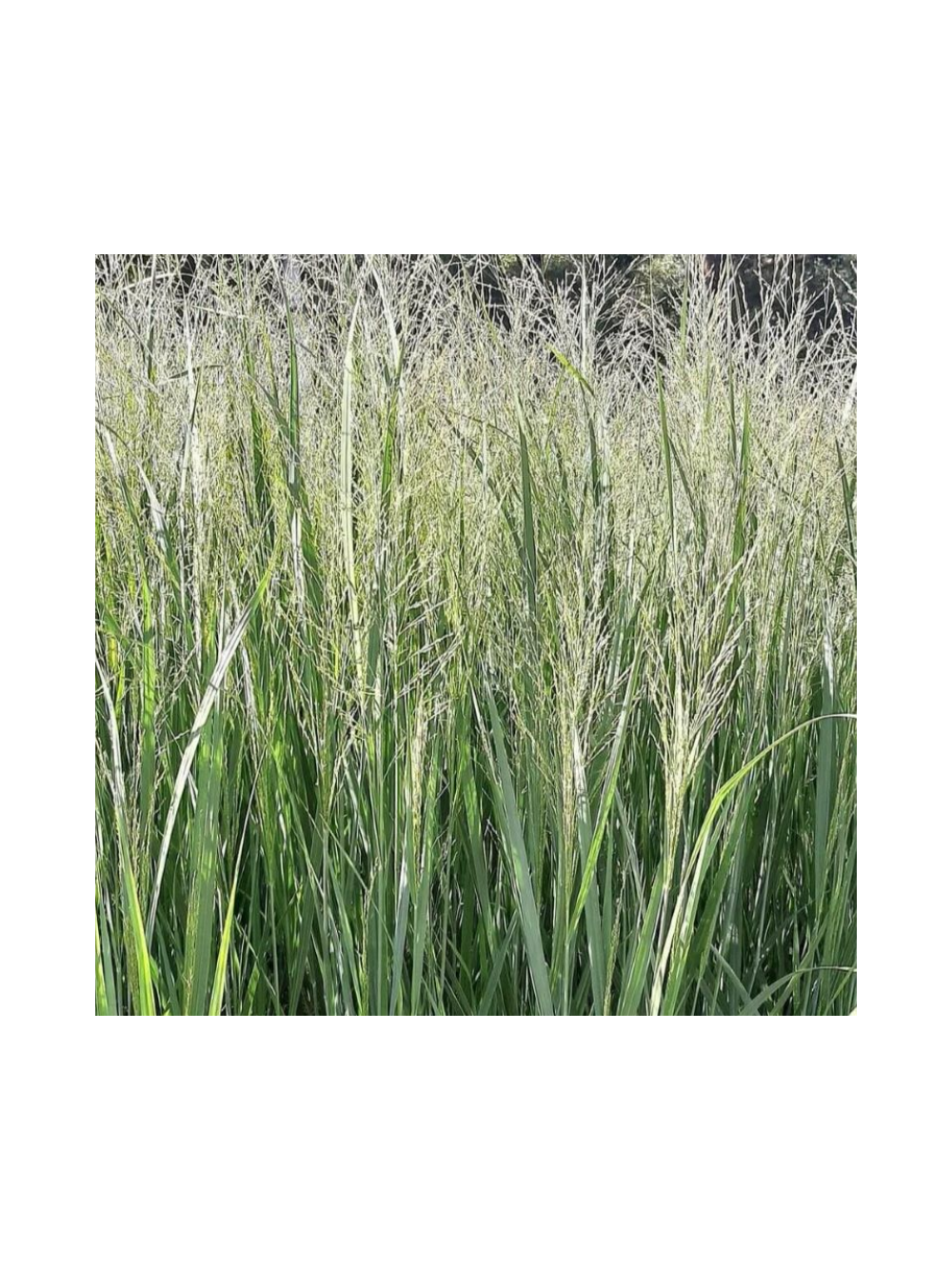 Proso rózgowate - Panicum virgatum 'Northwind'
