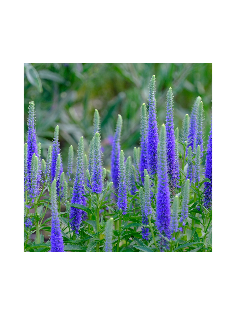 Przetacznik kłosowy- Veronica spicata 'High Five'