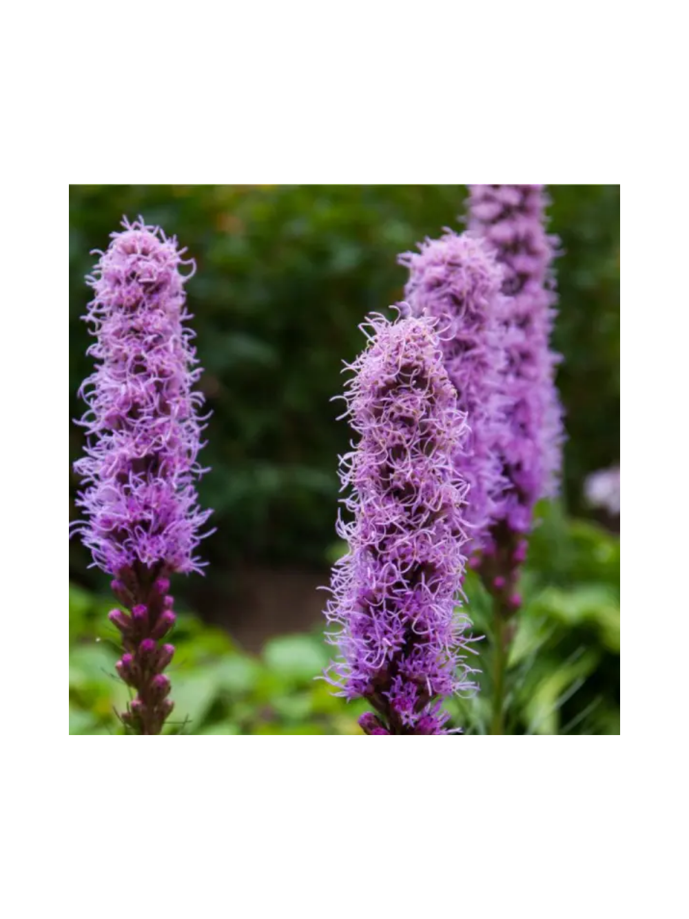 Liatra kłosowa fioletowa- Liatris Spicata 1 szt