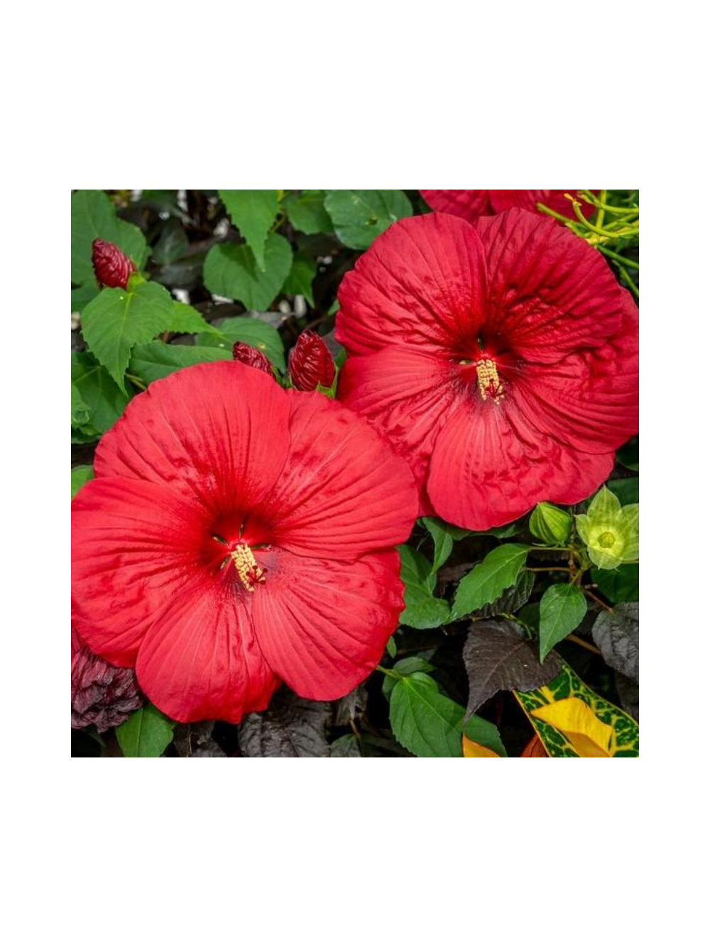 Hibiskus bylinowy ‘Summerific® Holy Grail'