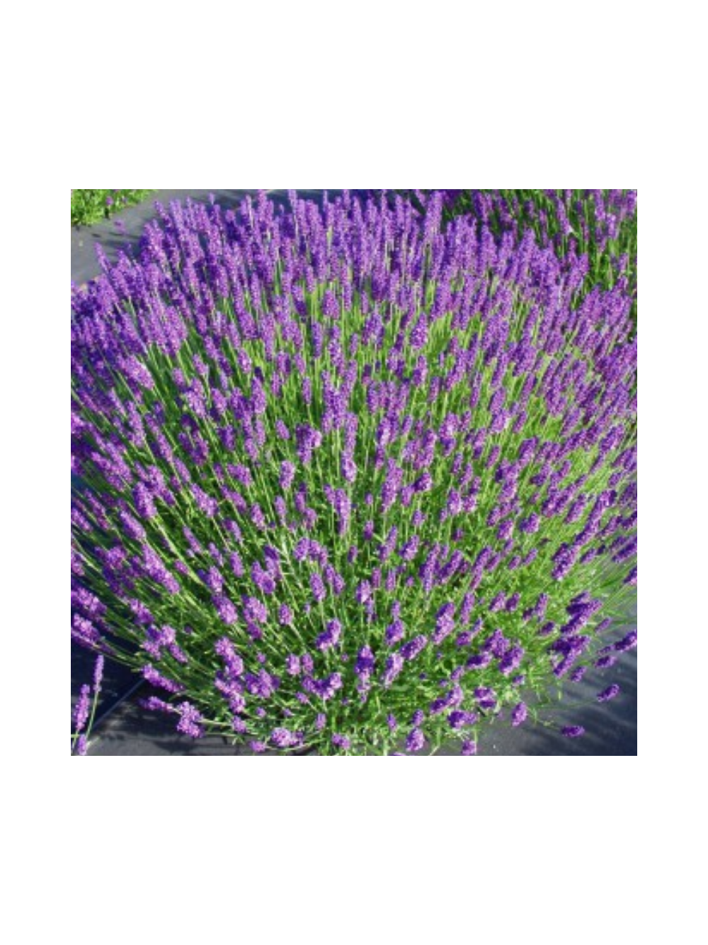 Lawenda wąskolistna - Lavandula angustifolia 'Hidcote Compacta'