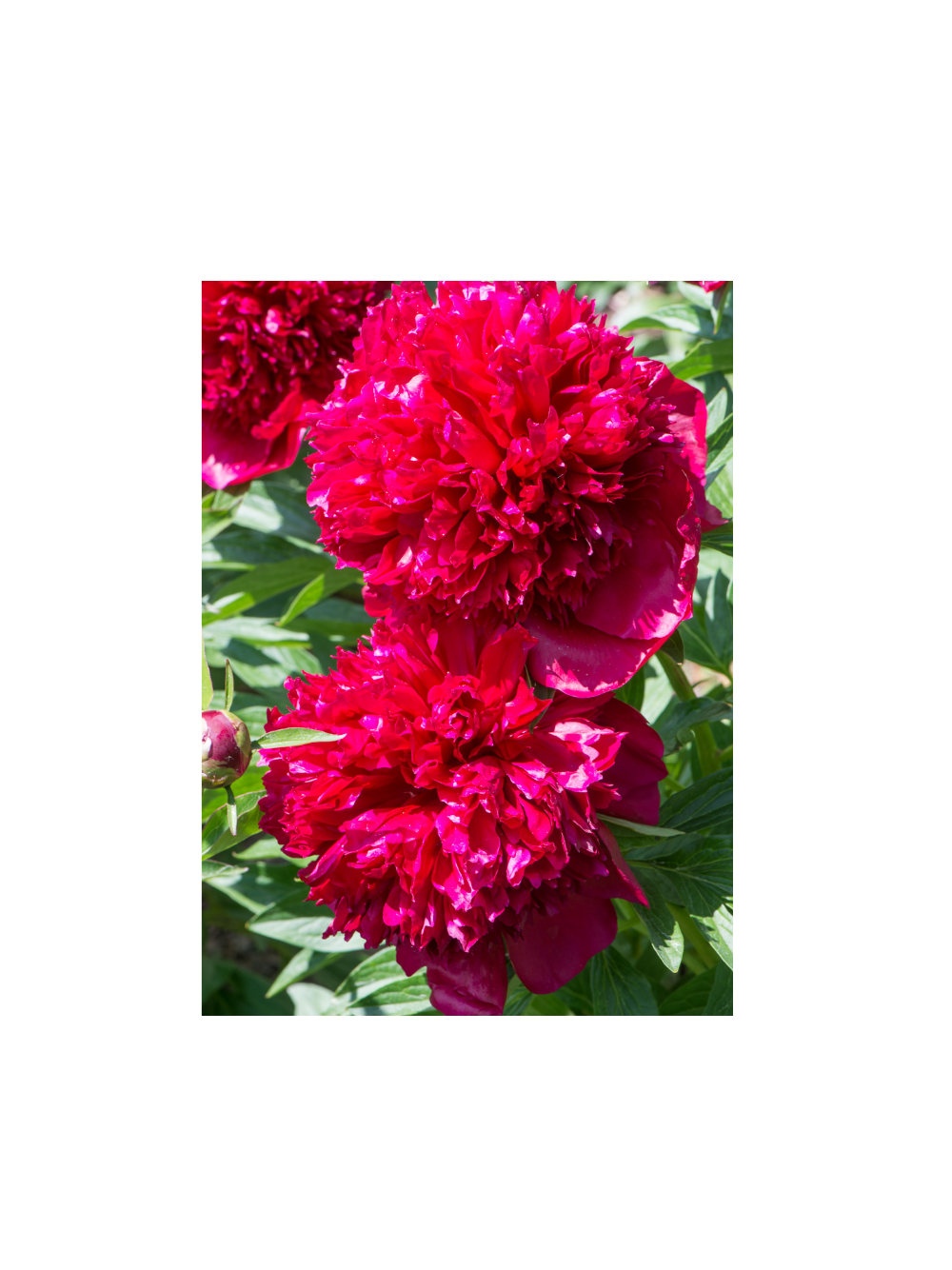 Piwonia chińska - Paeonia lactiflora 'Big Ben'
