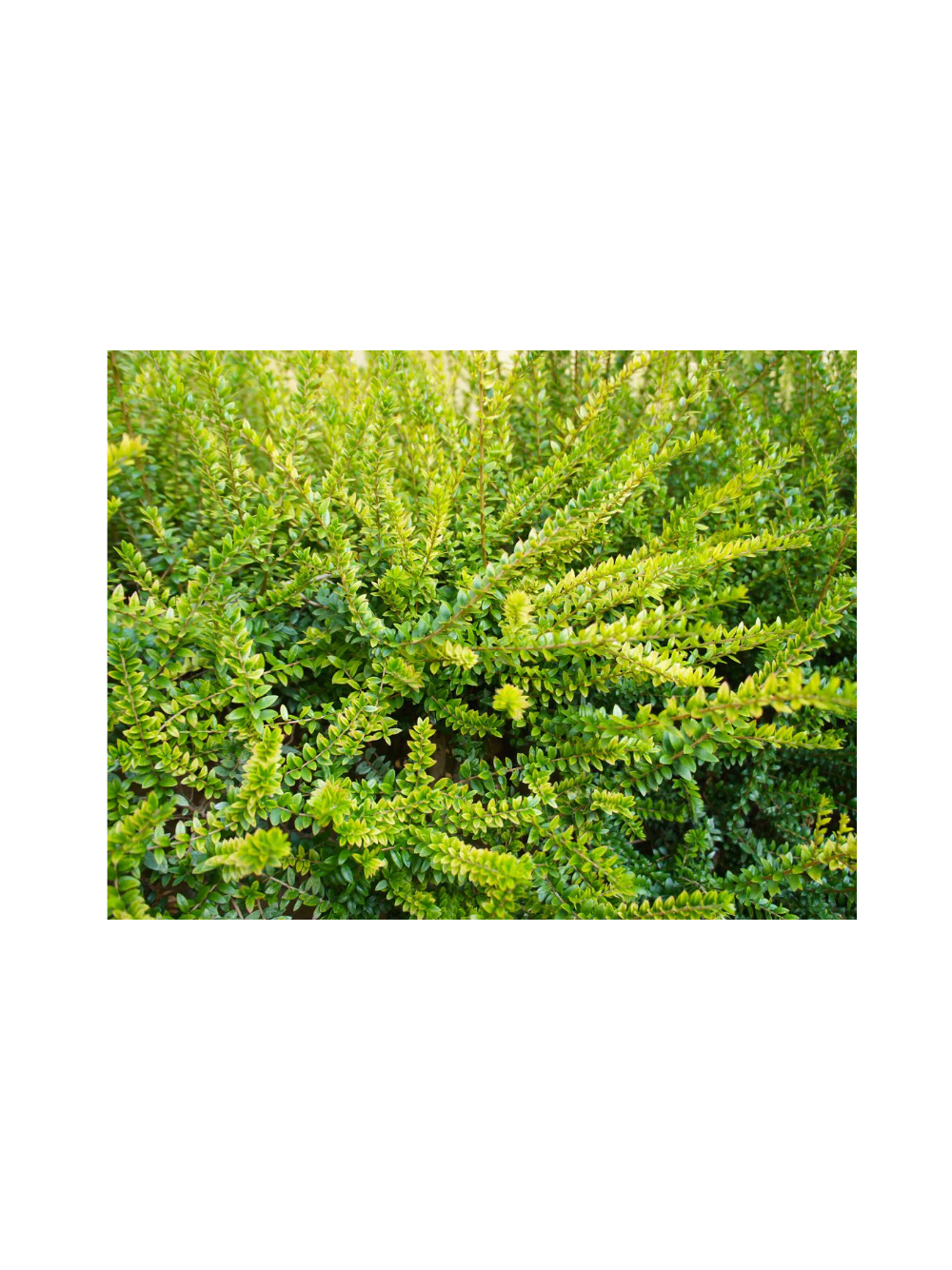 Suchodrzew mirtolistny - Lonicera nitida 'Golden Glow' PBR