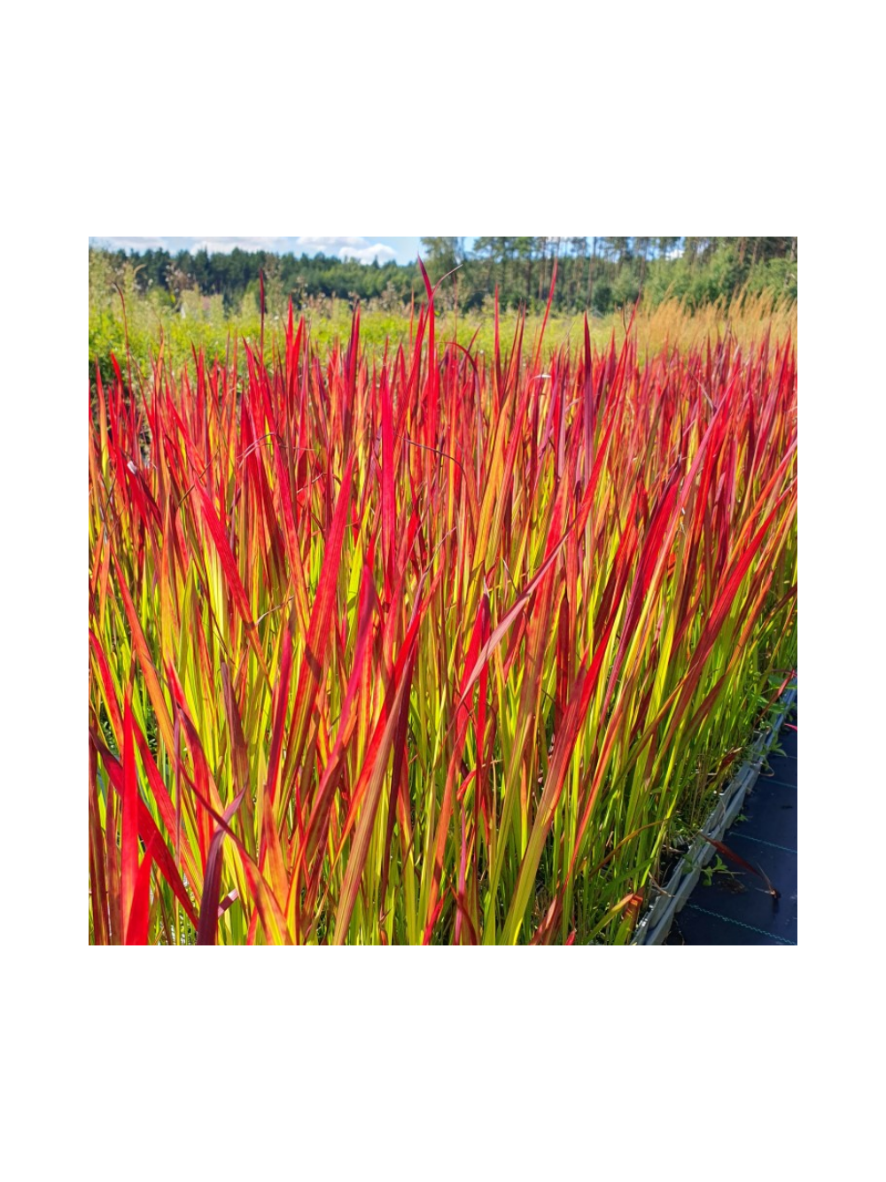 Imperata cylindryczna - Imperata cylindrica 'Red Baron'