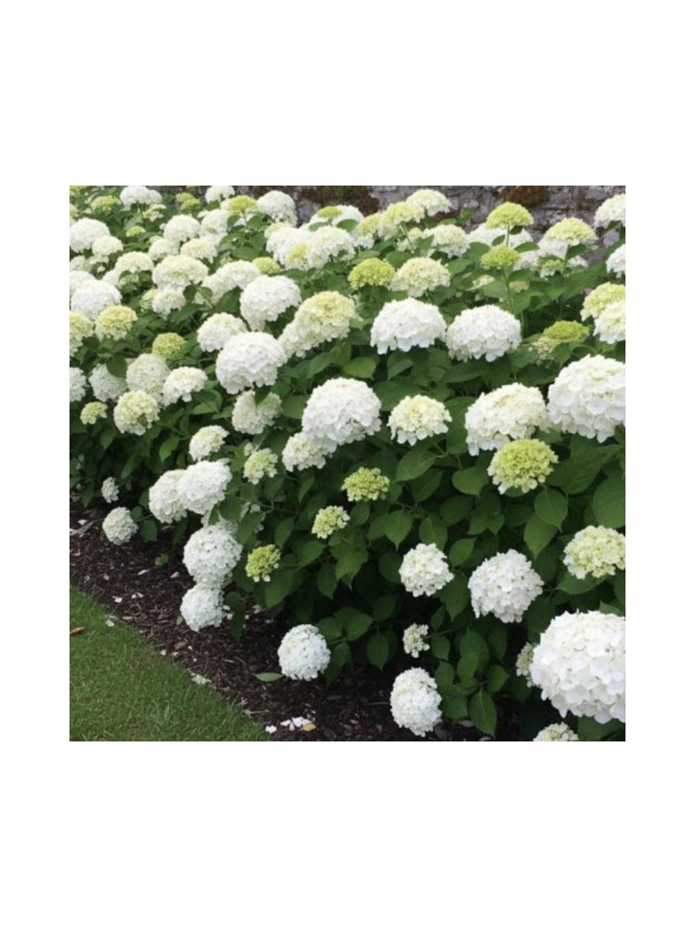 Hortensja ogrodowa - Hydrangea macrophylla 'Soeur Thérèse'