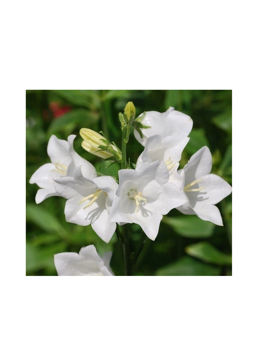 Dzwonek karpacki - Campanula carpatica 'Weisse Clips'