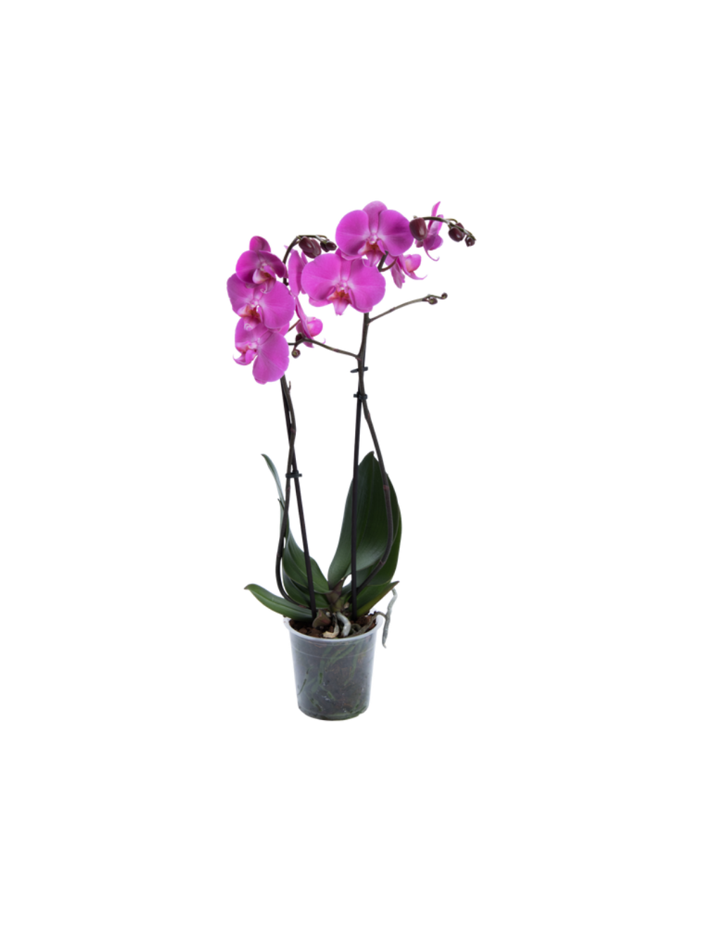 Storczyk Extra (Phalaenopsis) 2 pędy ciemnoróżowy d9