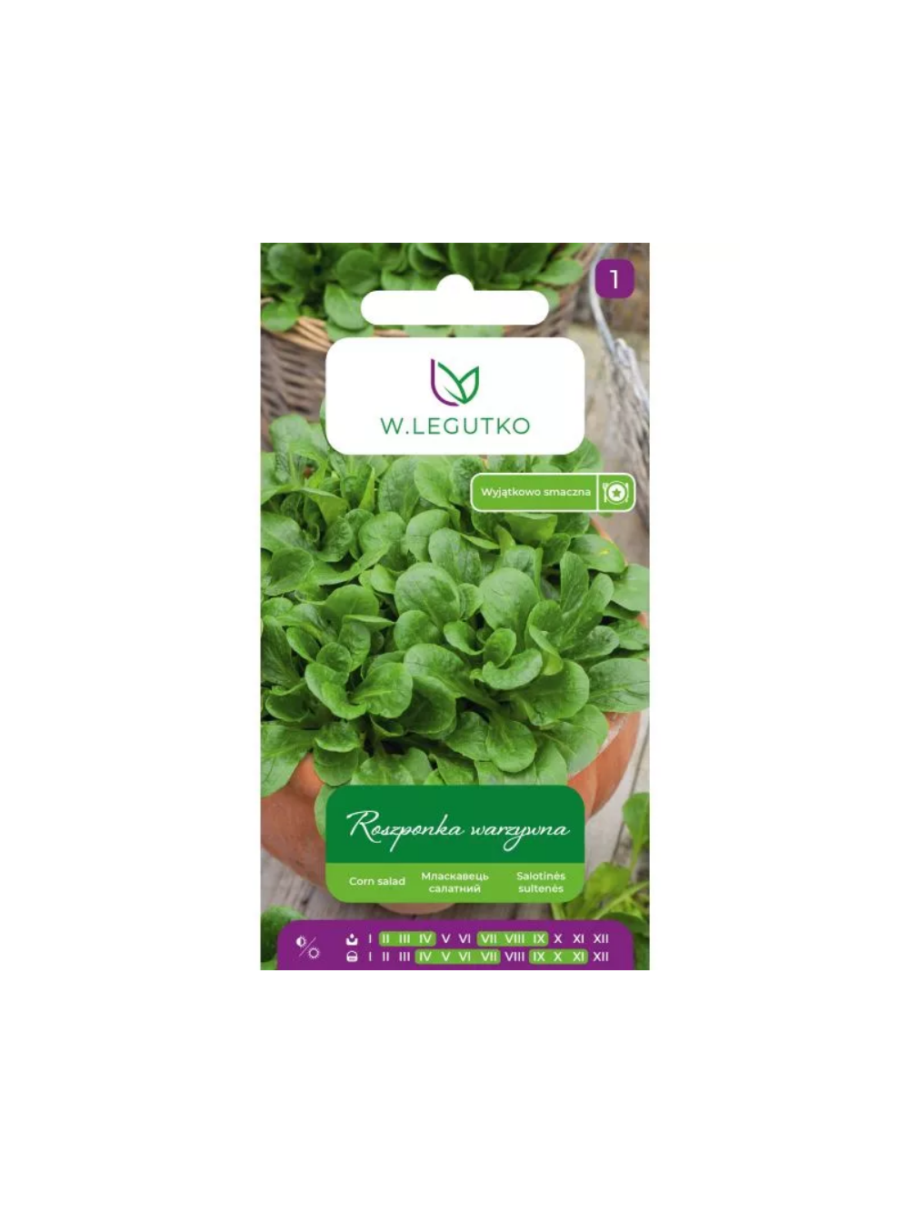 Roszponka warzywna Verte de Cambrai