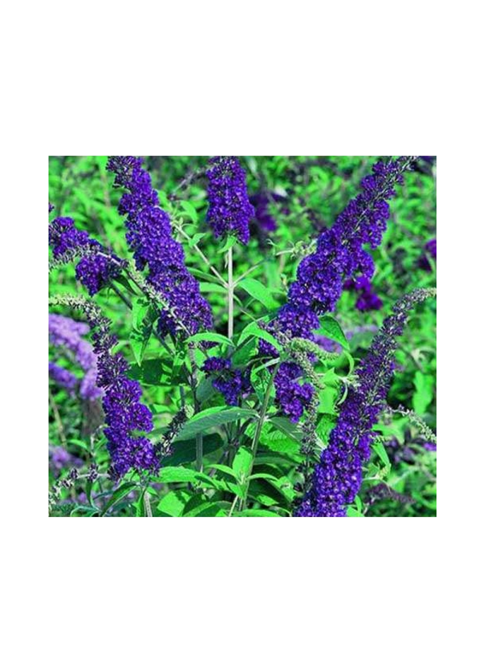 Budleja Dawida - Buddleja davidii 'Empire Blue'