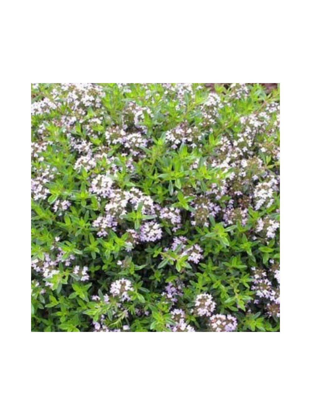 Macierzanka cytrynowa - Thymus cit. 'Aureus'