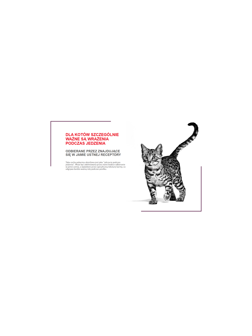 ROYAL CANIN Sensory Feel/Taste/Smell 85g