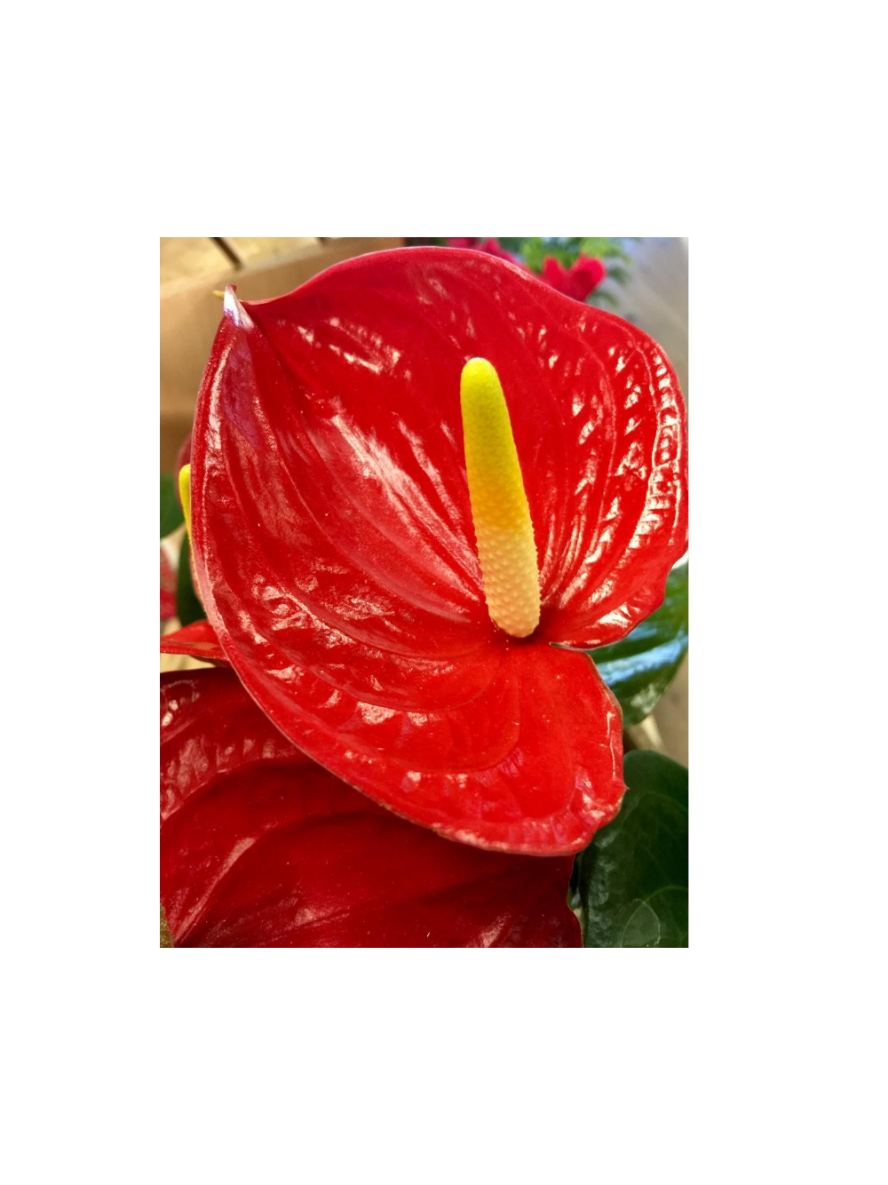 Anthurium czerwone d12