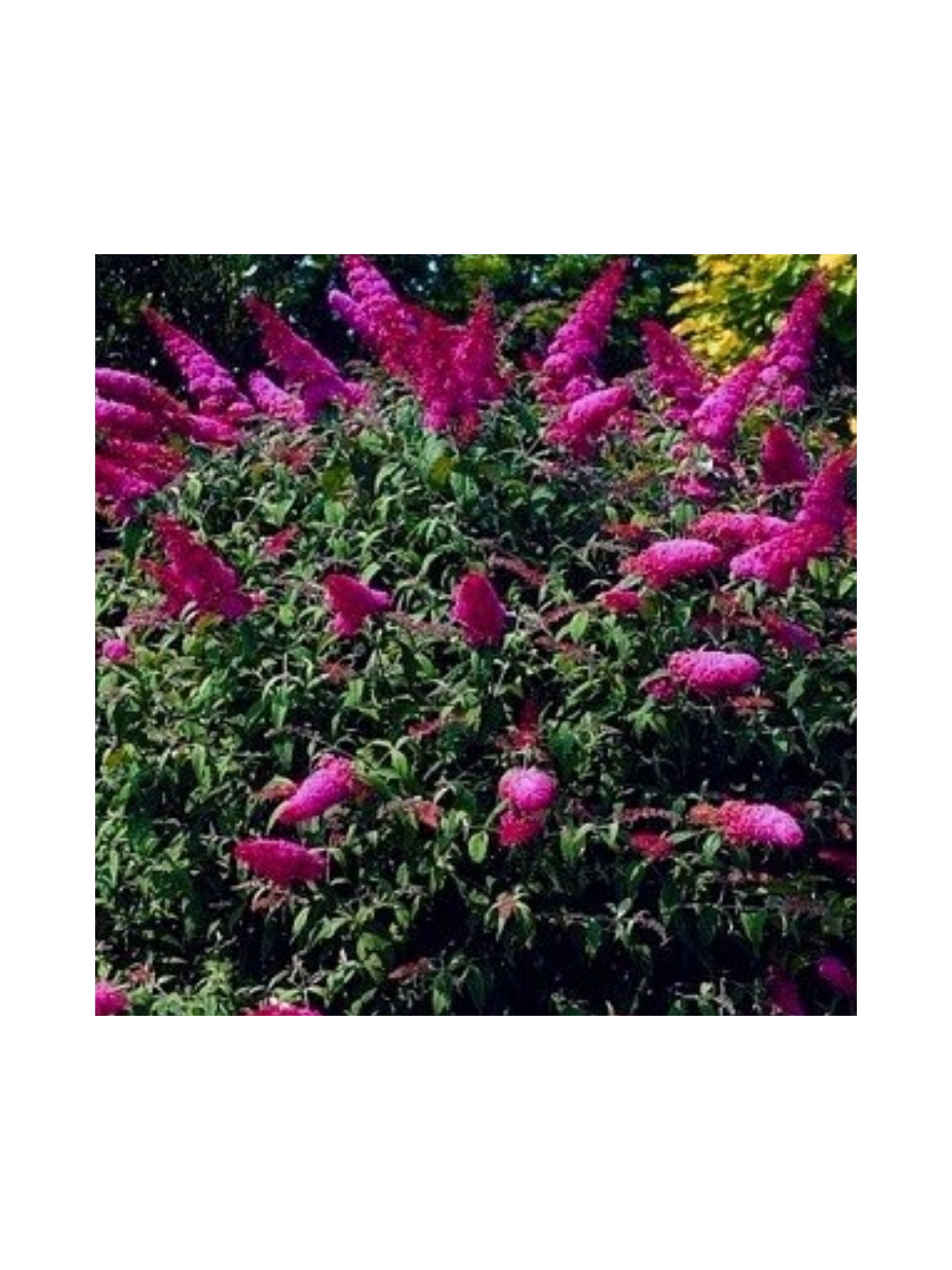 Budleja Dawida - Buddleja davidii 'Royal Red'