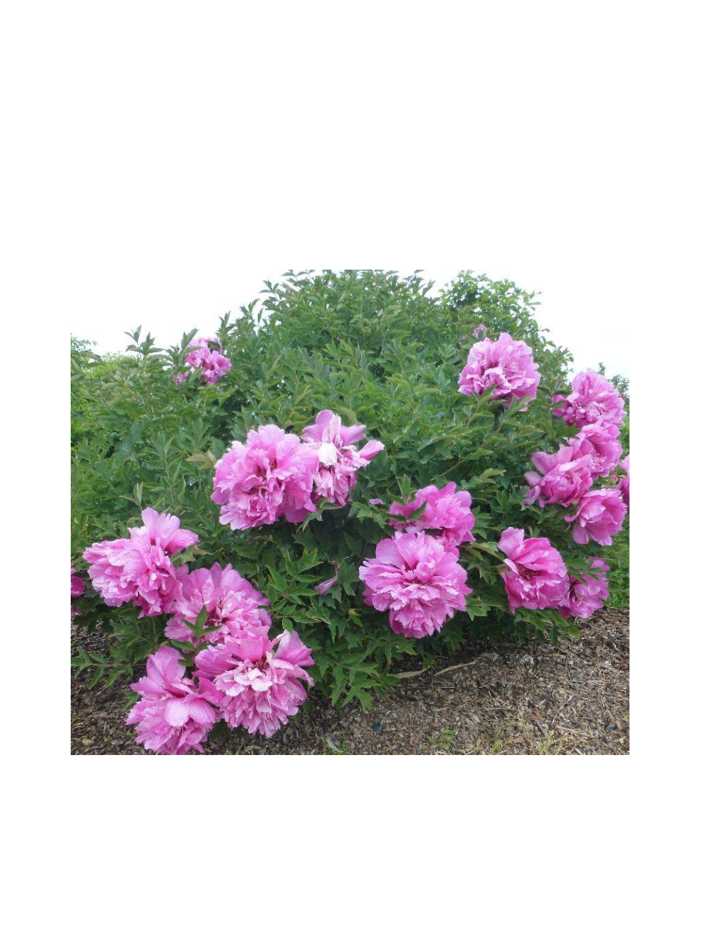 Piwonia drzewiasta - Paeonia suffruticosa 'Huan Guan'
