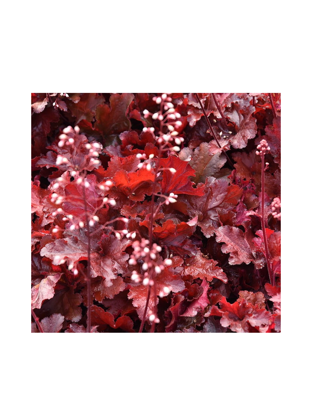 Żurawka - Heuchera 'Forever Red'