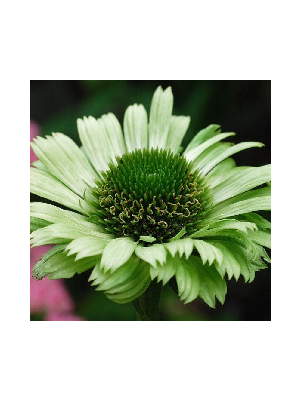 Jeżówka purpurowa - Echinacea purpurea 'Green Jewel'