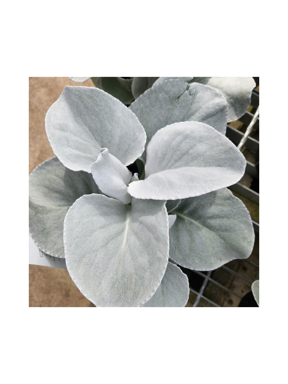 Starzec - Senecio 'Angel Wings'