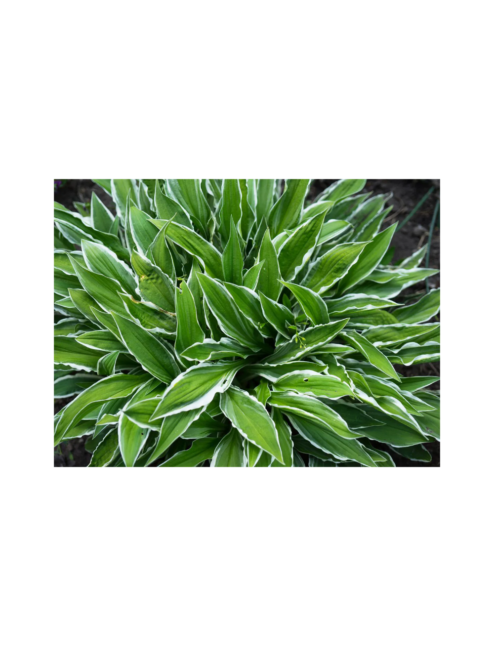 Funkia - Hosta 'Stiletto'