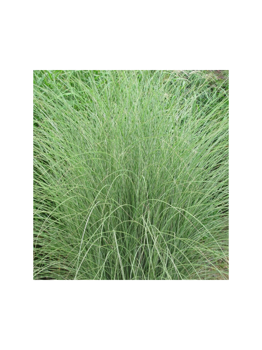 Miskant chiński - Miscanthus sinensis 'Morning  Light'