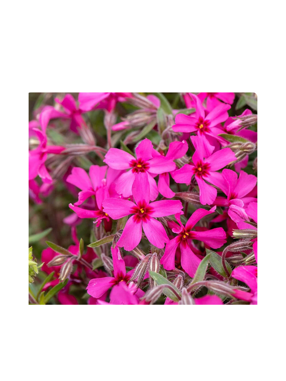 Floks szydlasty - Phlox subulata 'Atropurpurea'