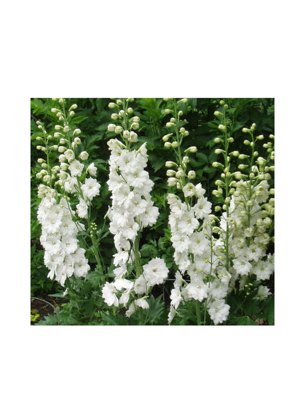 Ostróżka - Delphinium 'Pacific Giant Galahard'