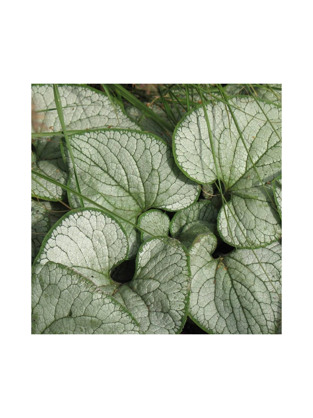 Brunnera macrophylla 'Silver Heart'