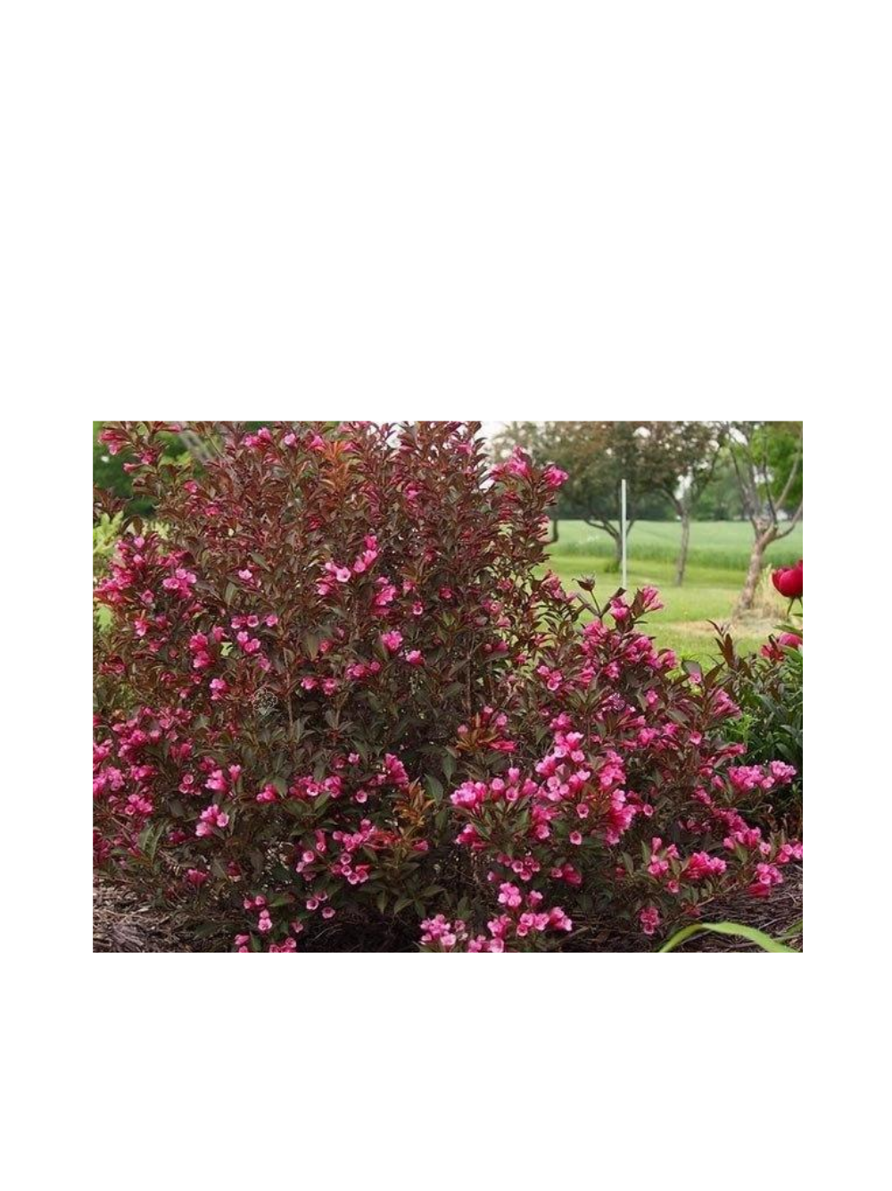 Krzewuszka cudowna - Weigela florida 'Rumba'