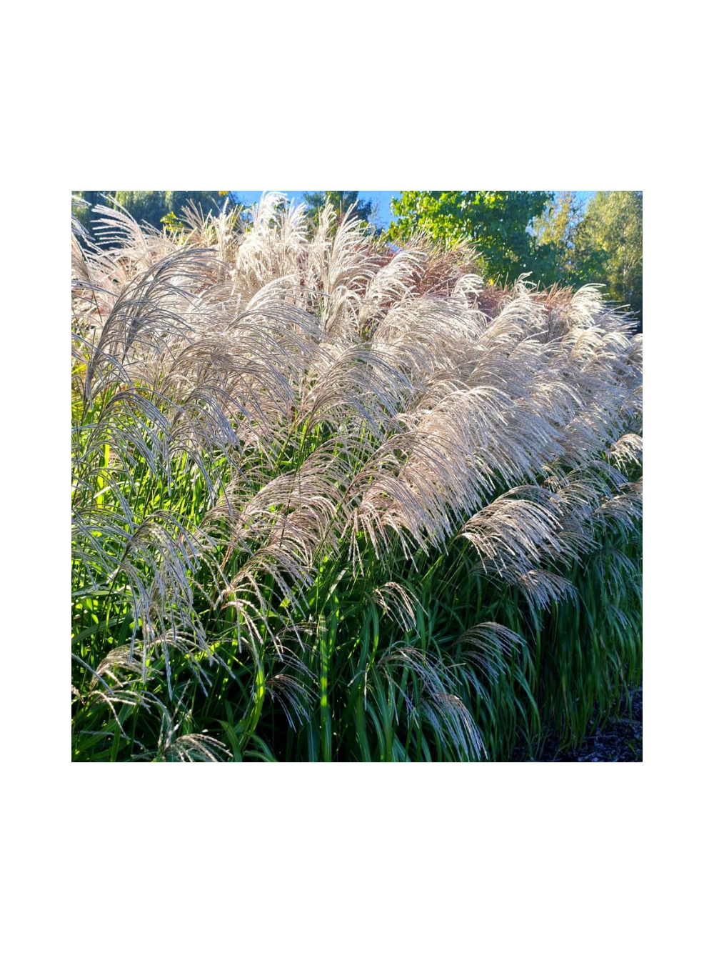 Miskant chiński- Miscanthus sinensis 'Memory'