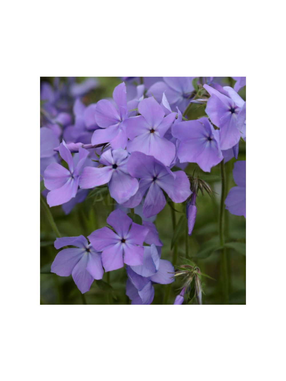 Floks kanadyjski - Phlox divaricata 'Blue Moon'