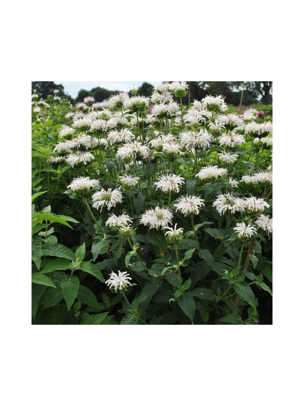Pysznogłówka - Monarda hybrida 'Bee-Bright'