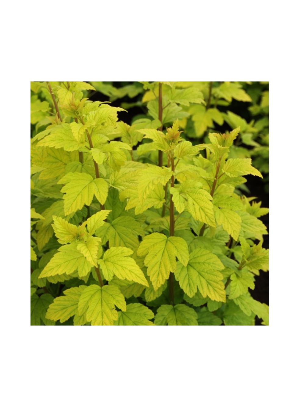 Pęcherznica kalinolistna - Physocarpus opulifolius 'Luteus'