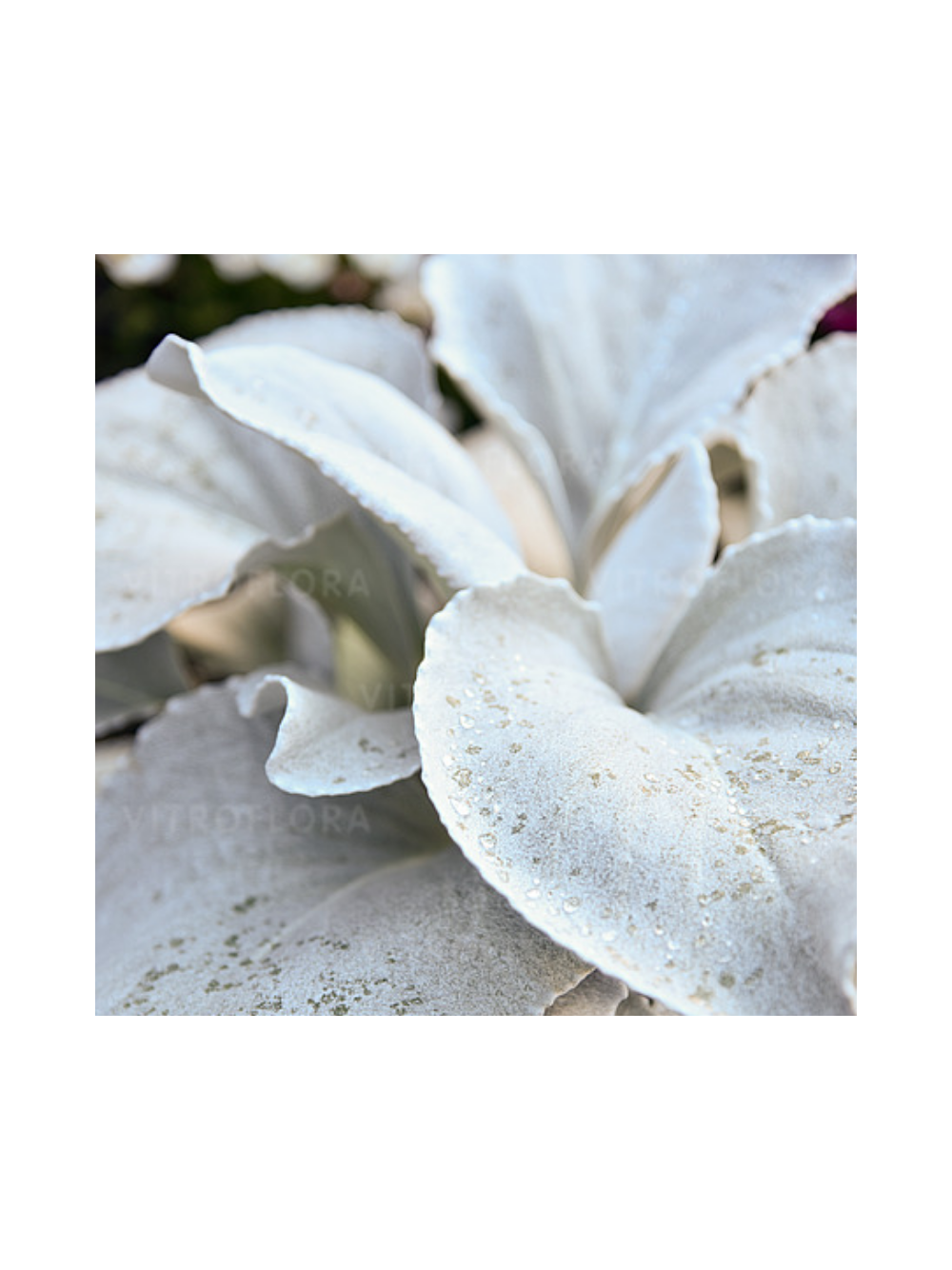 Starzec - Senecio 'Angel Wings'
