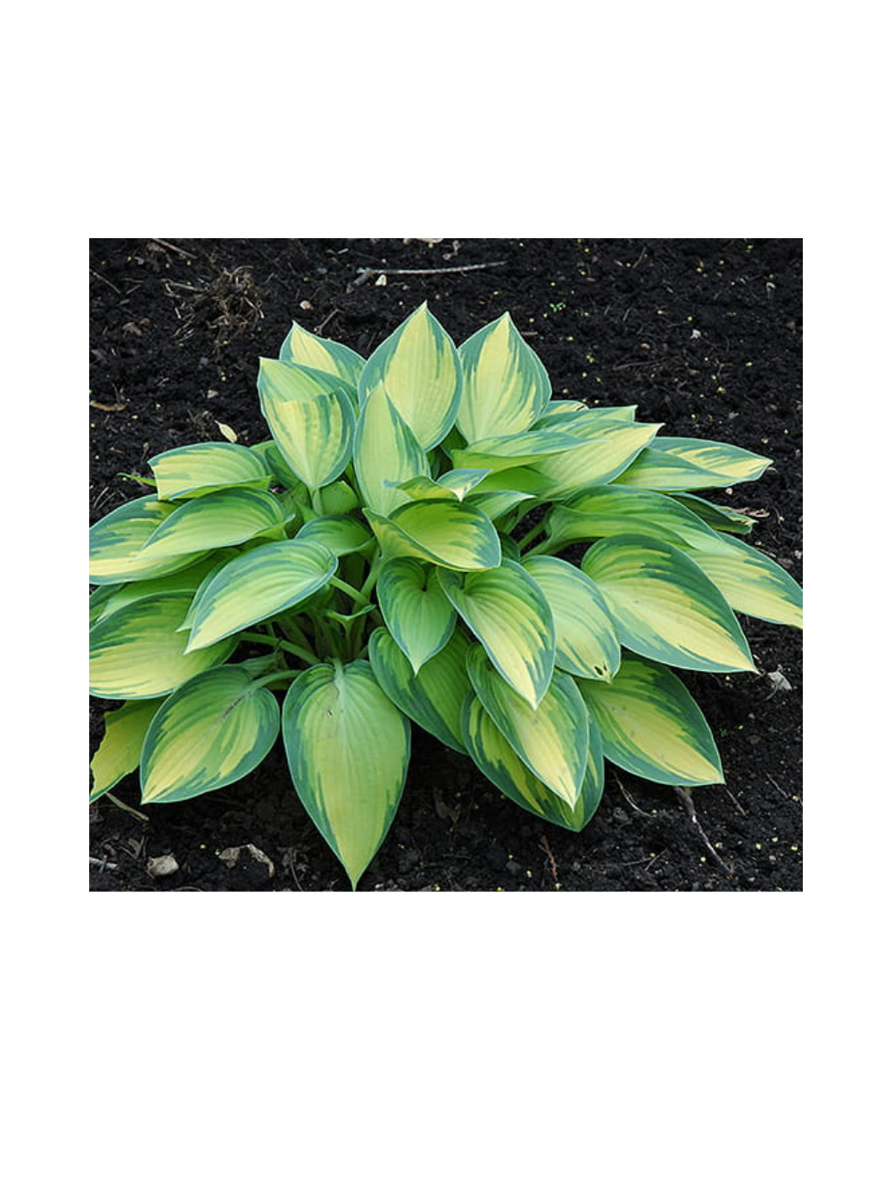 Funkia (Hosta) 'June'
