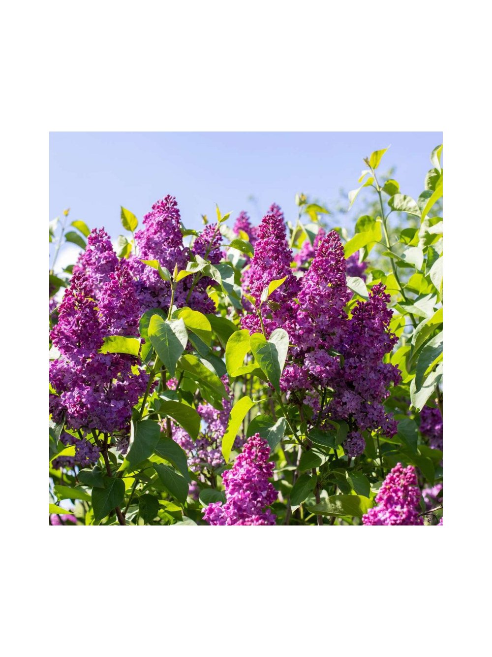 Lilak pospolity - Syringa vulgaris 'And an Ludwig Spath'