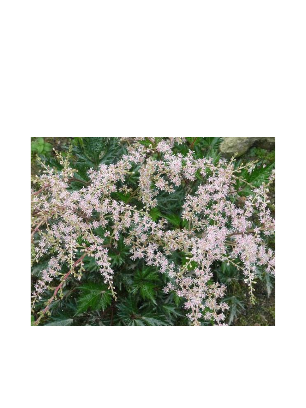 Tawułka pojedynczolistna - Astilbe simplicifolia 'Sprite'