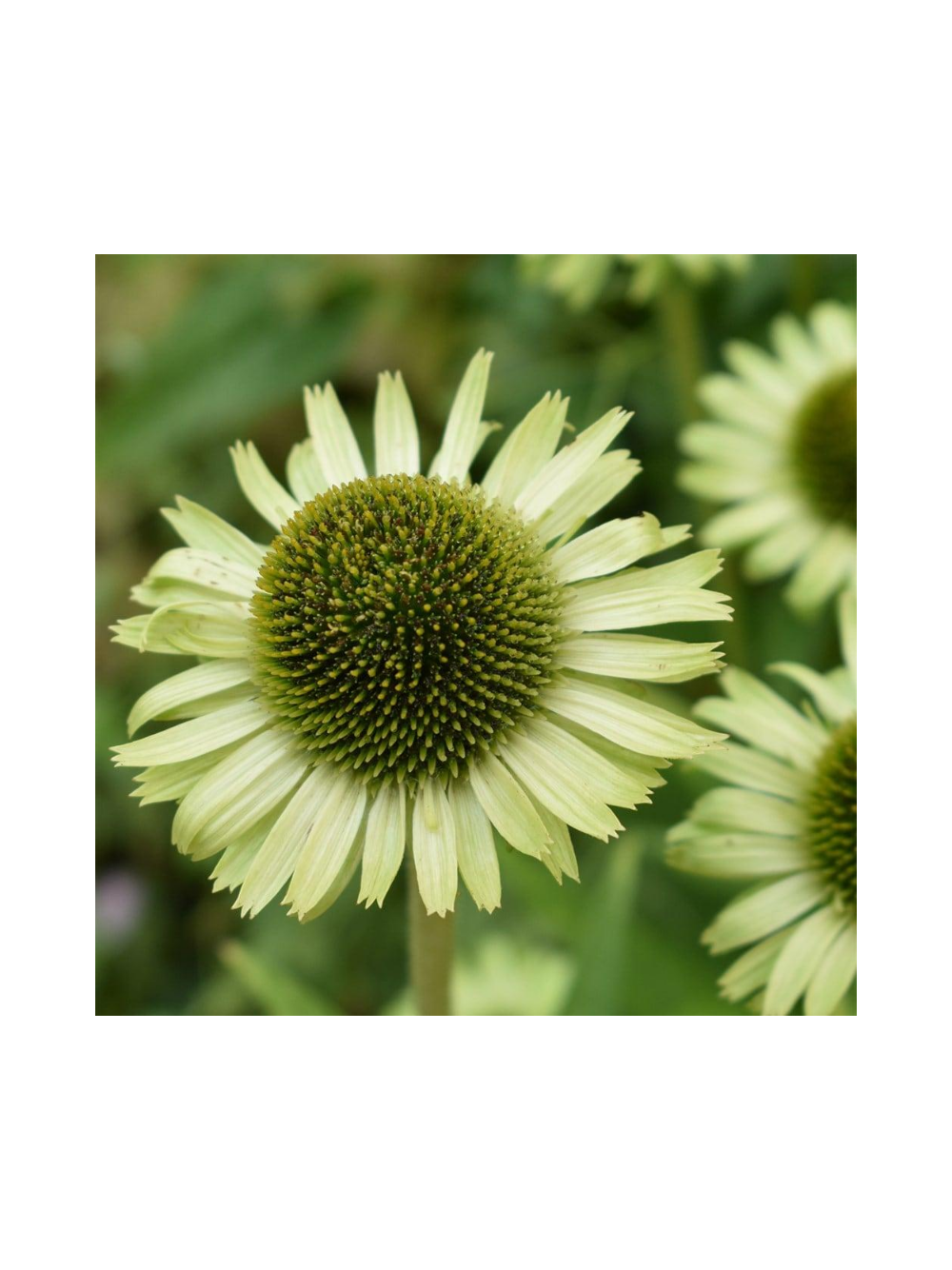 Jeżówka purpurowa - Echinacea purpurea 'Green Jewel'