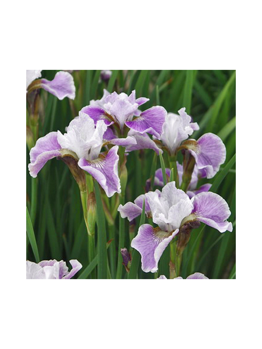 Kosaciec syberyjski - Iris sibirica 'Dance Ballerina Dance'