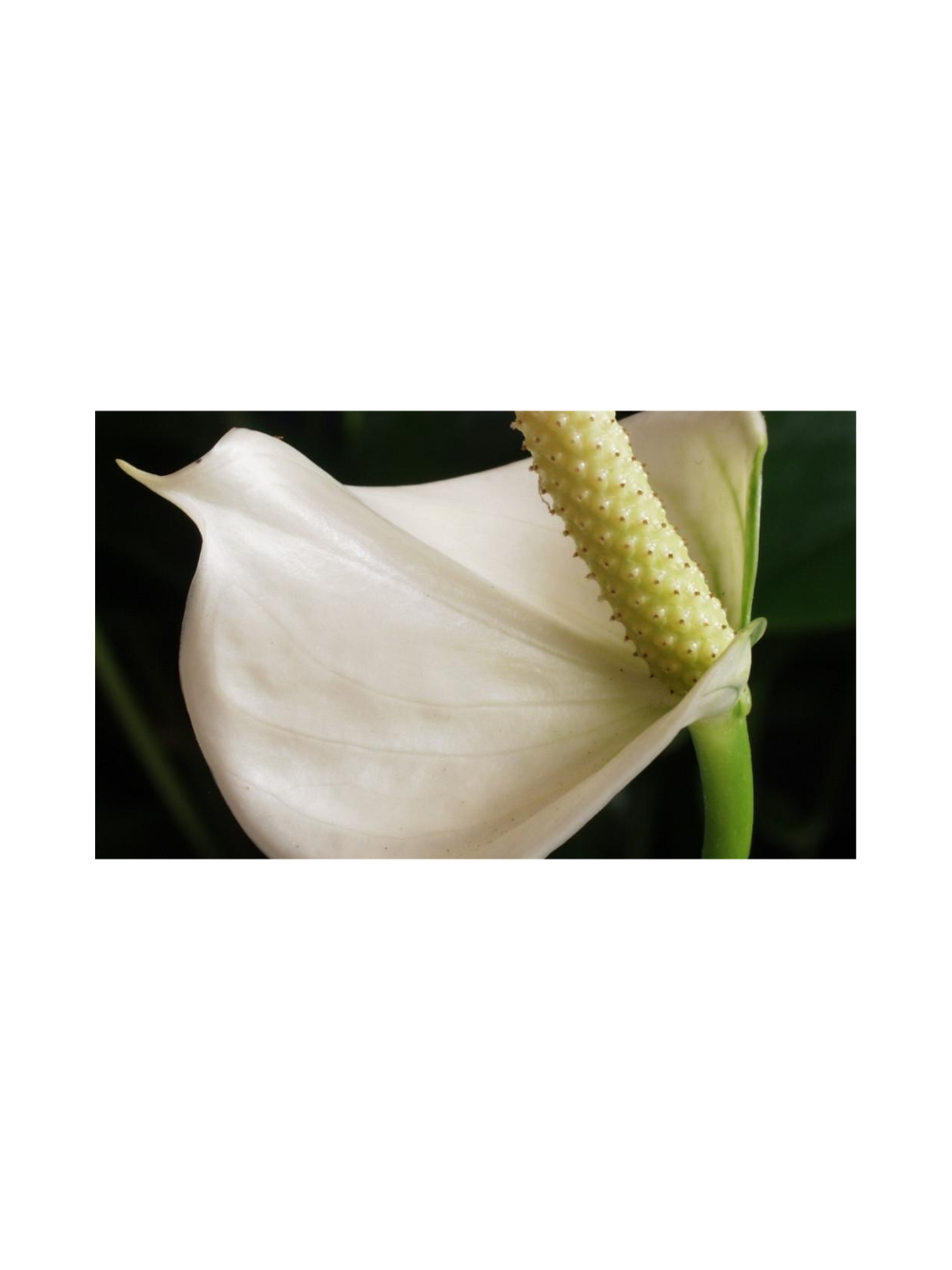 Anthurium białe d12