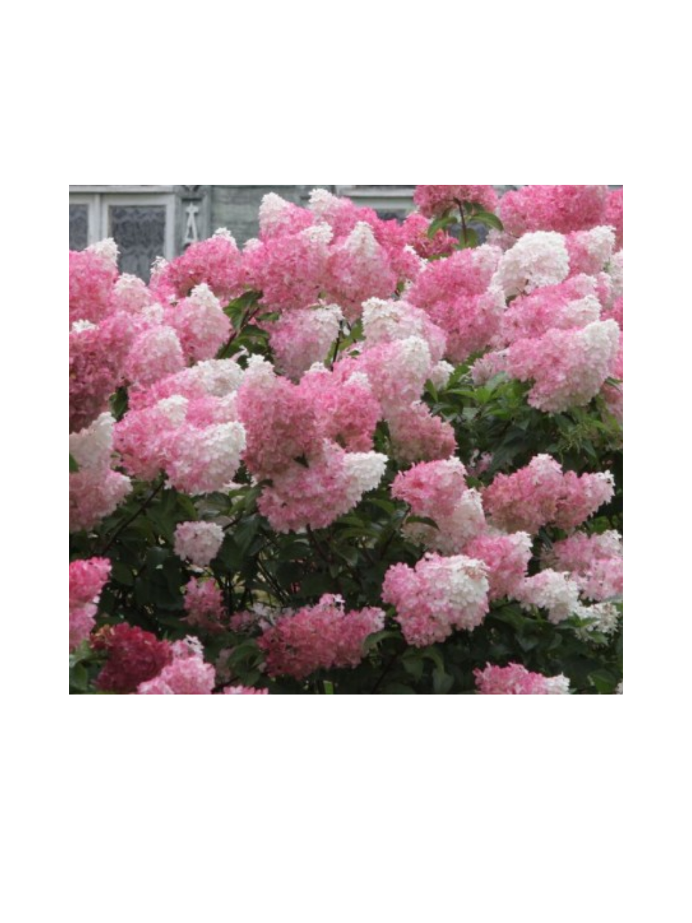Hydrangea paniculata 'Vanille Fraise'