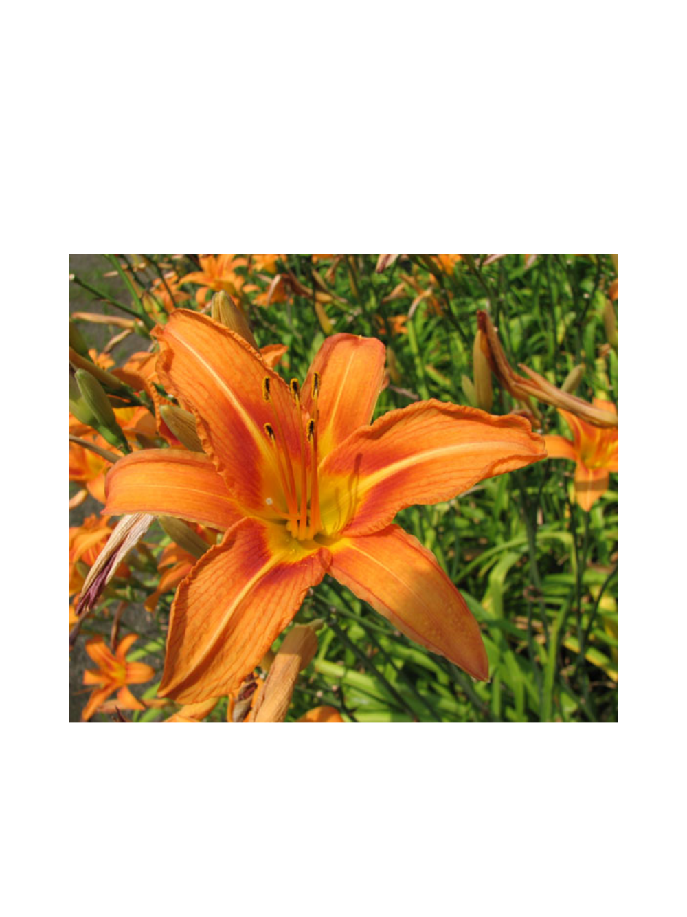 Liliowiec rdzawy - Hemerocallis fulva 'Europa'