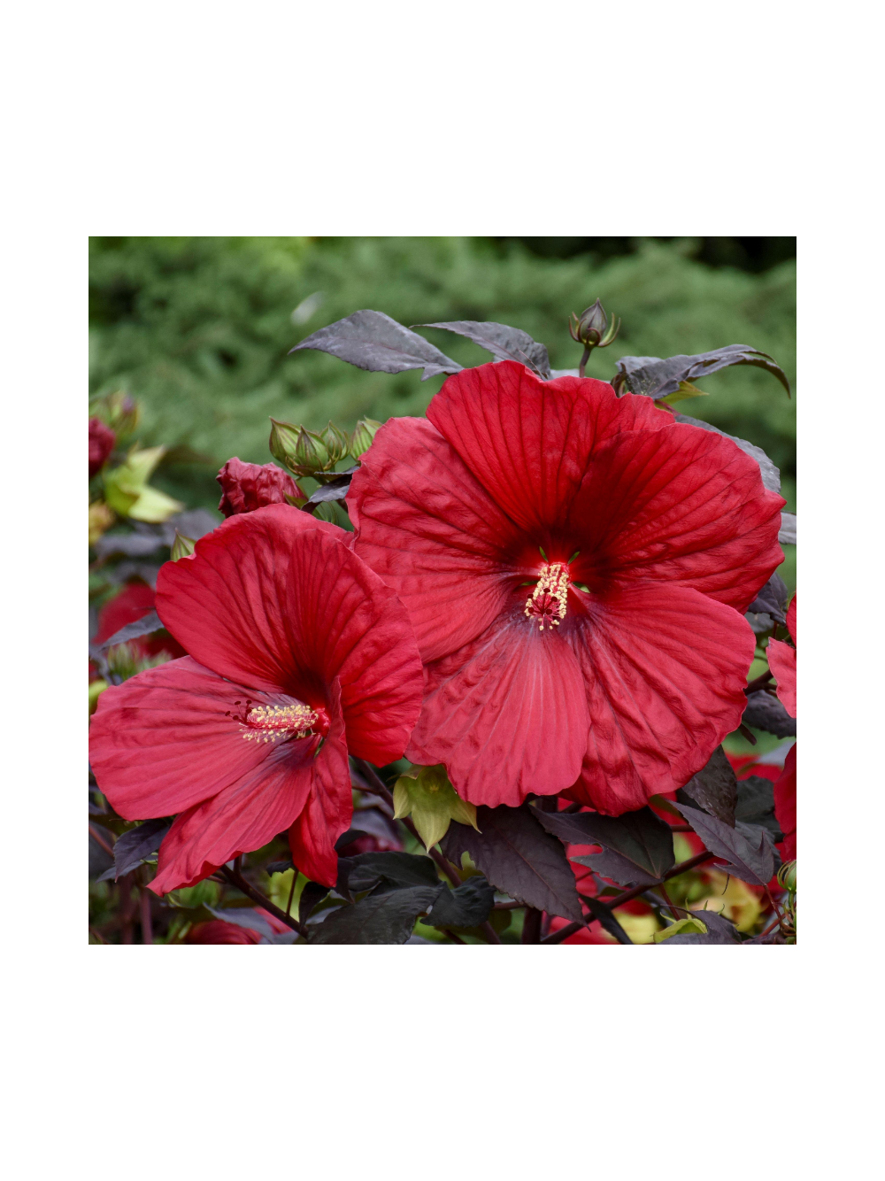 Hibiskus bylinowy ‘Summerific® Holy Grail'