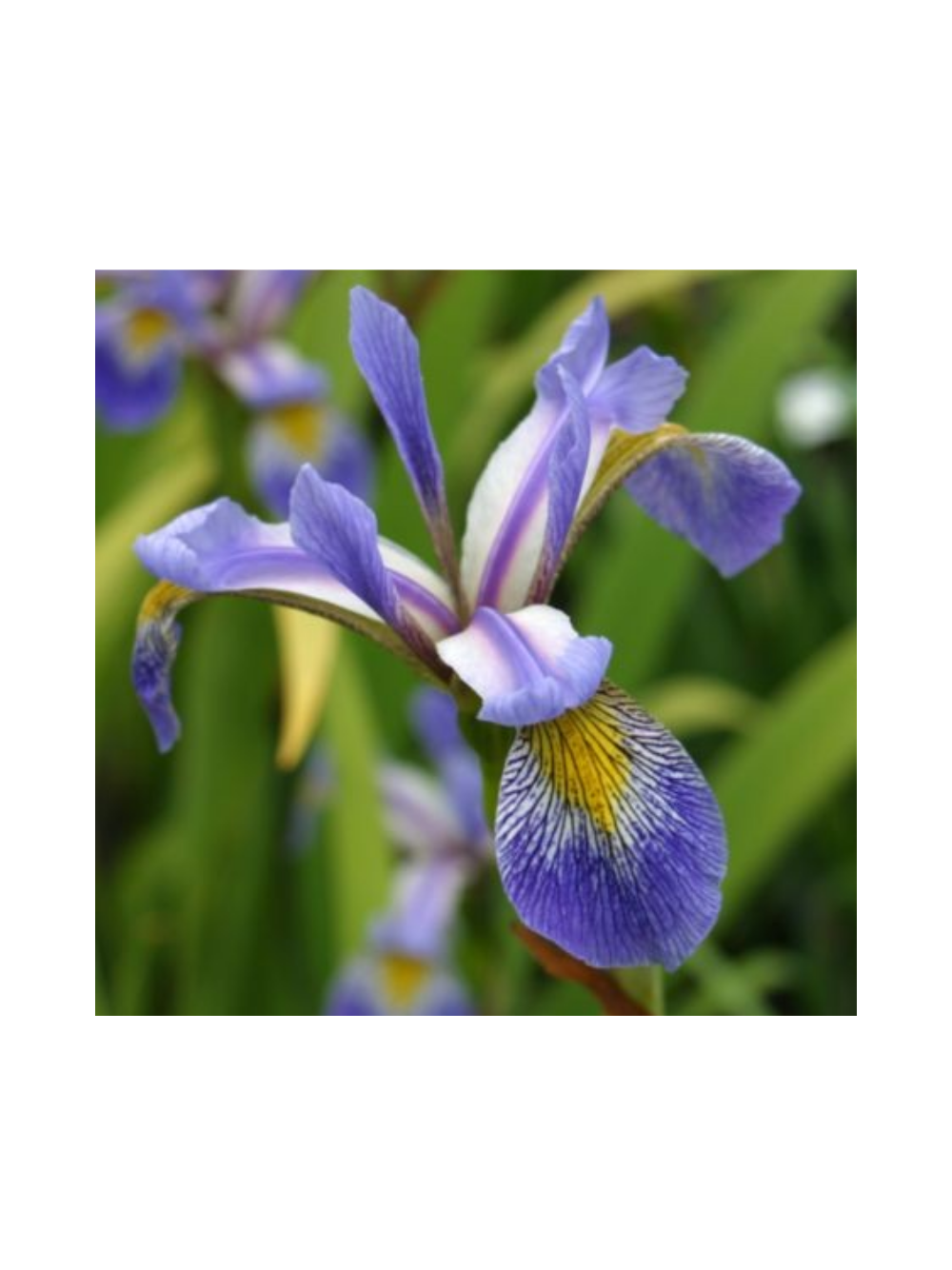 Kosaciec różnobarwny - Iris versicolor 'Gerald Darby'
