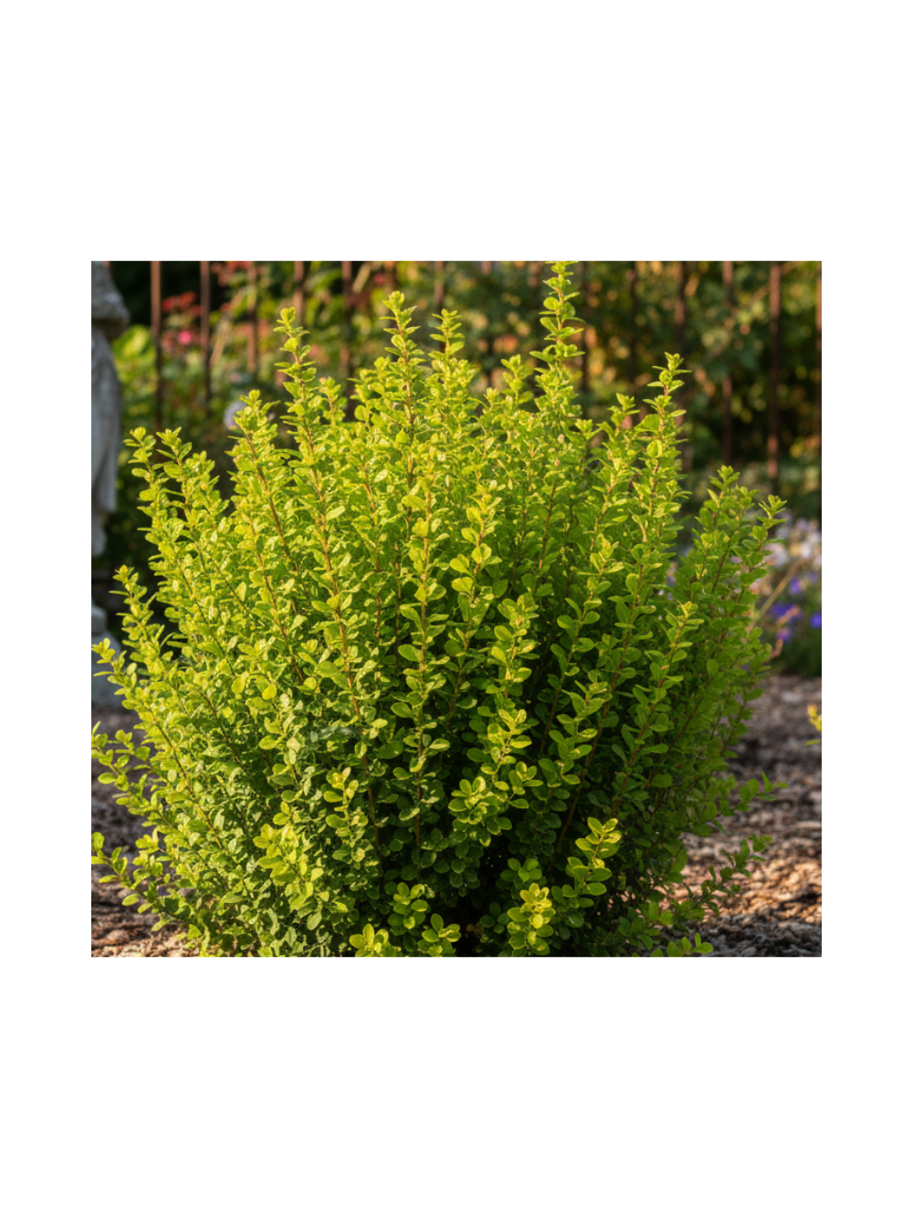Berberys Thunberga - Berberis thunbergii 'Powwow'