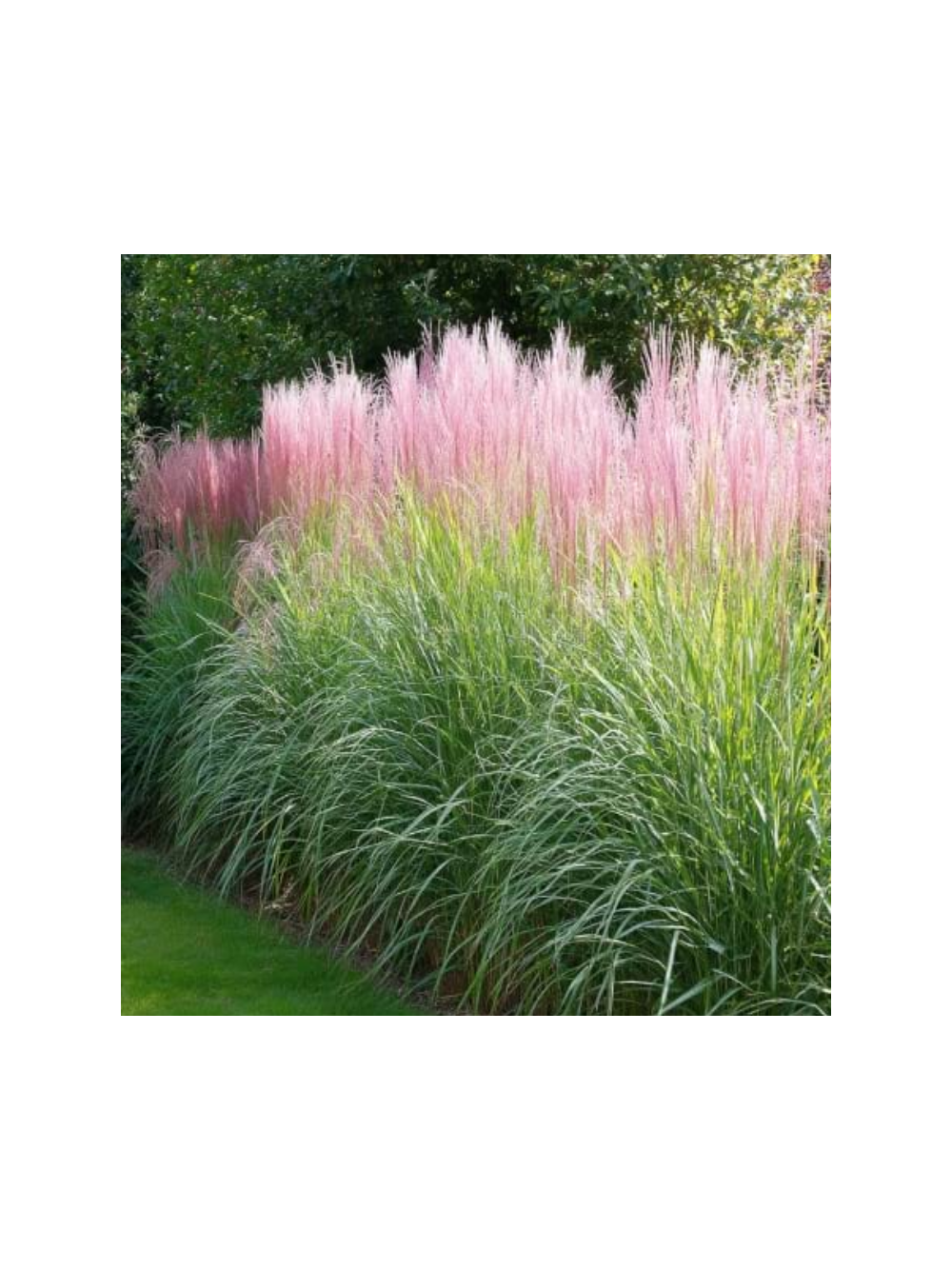 Miskant chiński -  Miscanthus sinensis 'Flamingo'