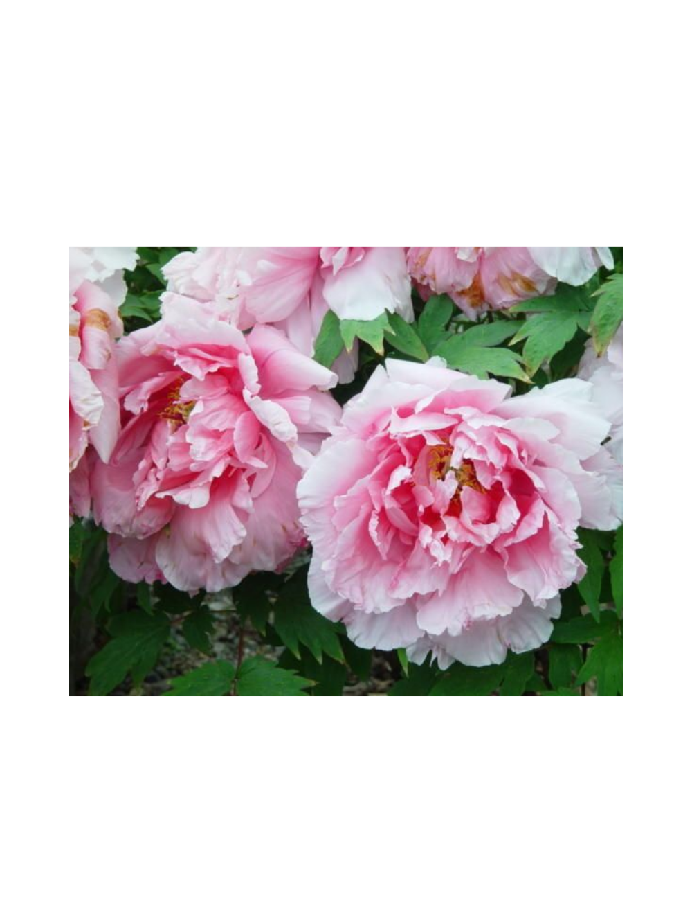Piwonia drzewiasta - Paeonia suffruticosa 'Yin hong Qiao Dui'