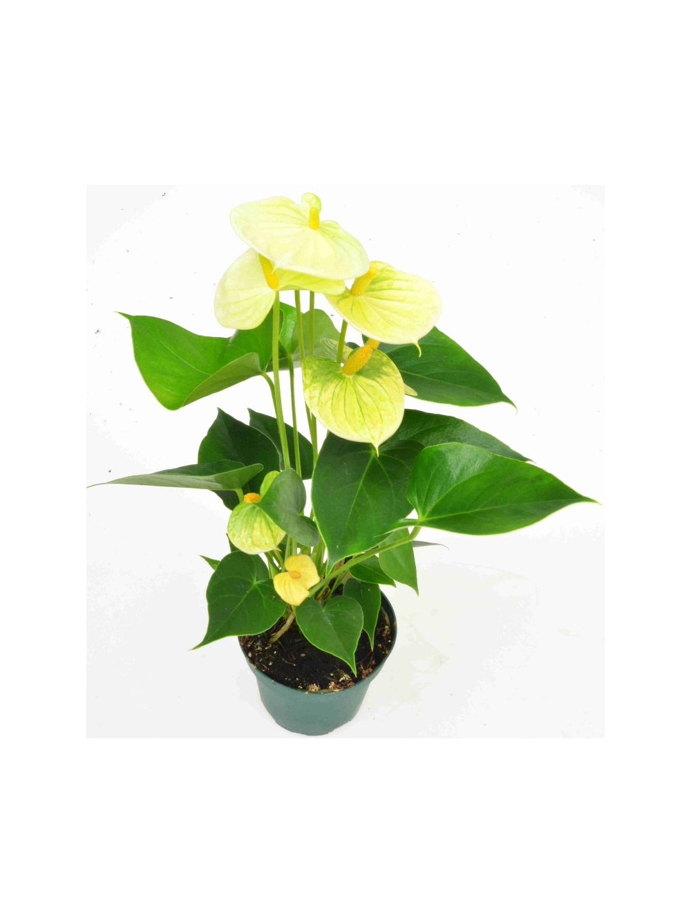 Anthurium żółte d12